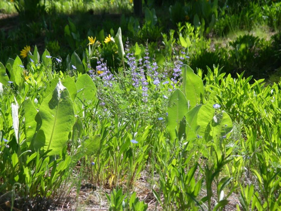 A mix of Mule Ear and Lupine. Photo by Elaine Quilici