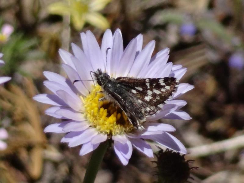 A butterfly on a wildflower. Photo by Elaine Quilici
