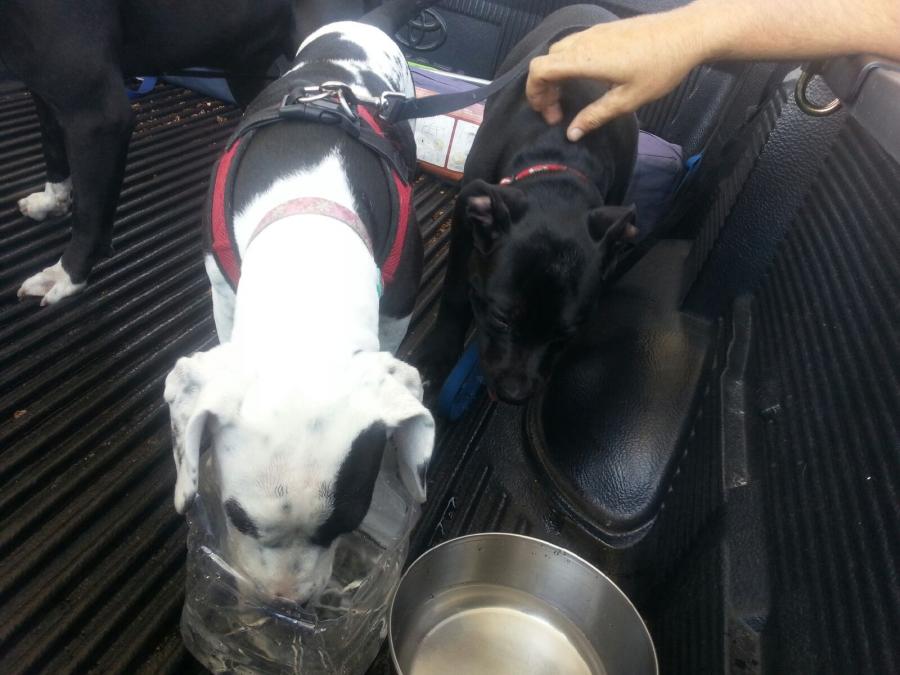 Pups thirsty after no water for hours
