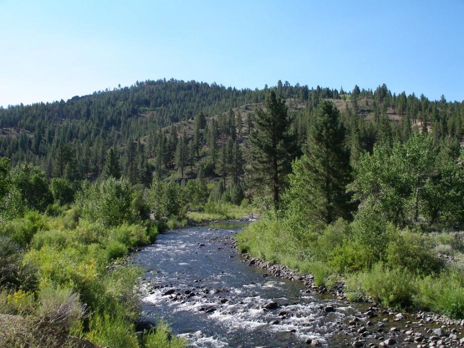 The East Carson River near the Carson River Resort.  Photo by Elaine Quilici