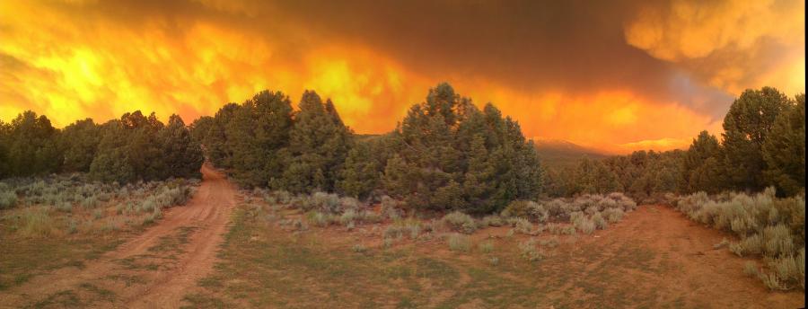 Bison Fire