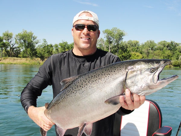 Another  King Salmon from the Sacramento River.  Photo courtesy of Kirk Portocarrero