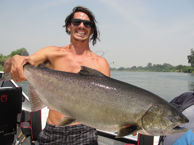 A July 29 King Salmon from the Sacramento River. Photo courtesy of Kirk Portocarrero