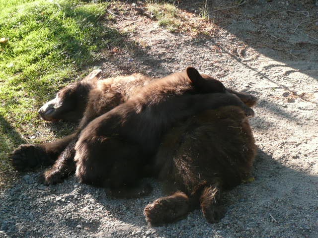 A mother black bear and her cub on the ground after being tranquilized near Foothill Road.