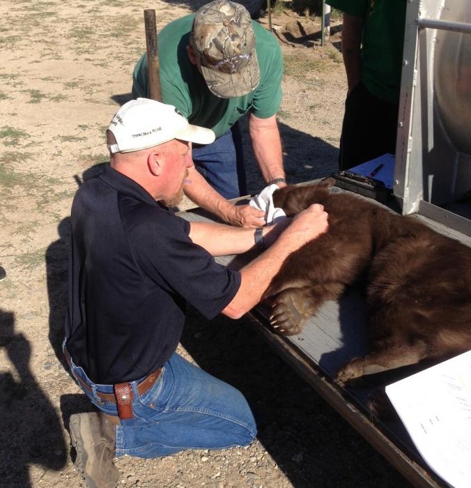 Biologist Carl Lackey “processes” the tranquilized bear cub that was caught Thursday in Carson Valley.
