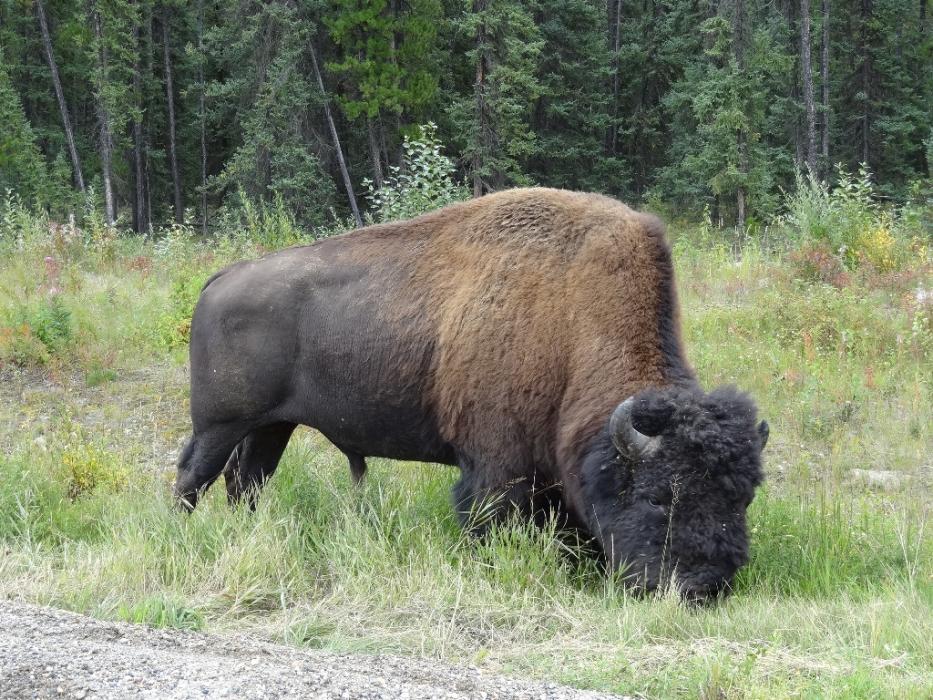 Wood Bison along the highway to Dawson Creek, Yukon. Photo by Elaine Quilici