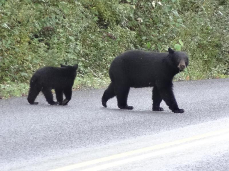 Mother bear and cub on the highway near the Bell 2 Lodge. Photo by Elaine Quilici