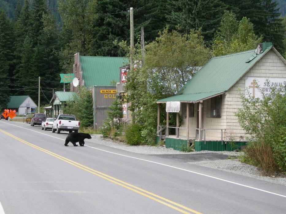 Black bear crossing the main street in Hyder, Alaska.  Photo by Elaine Quilici
