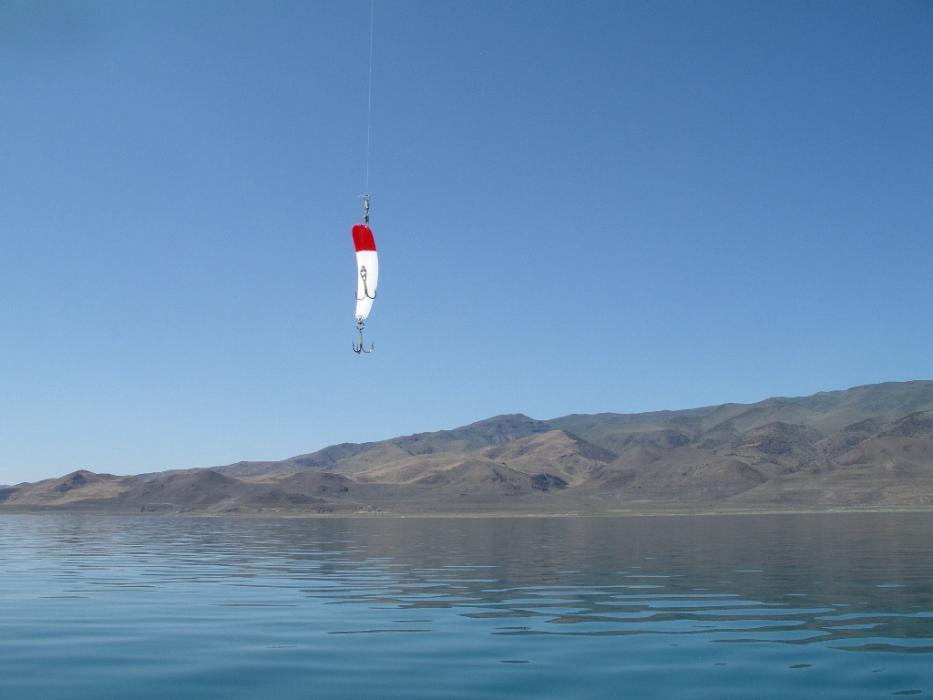 Red/white Flatfish lure used for trolling.  Photo by Elaine Quilici