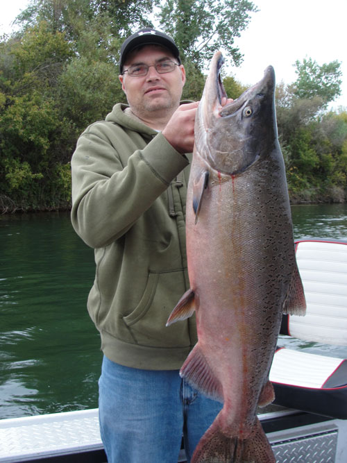 King Salmon from the Sacramento River