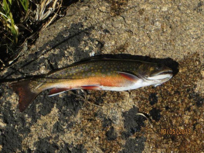 Brook Trout