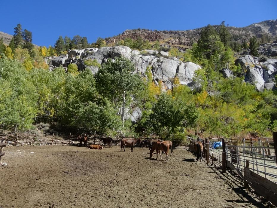 Some of the horses at the pack station. Photo by Elaine Quilici