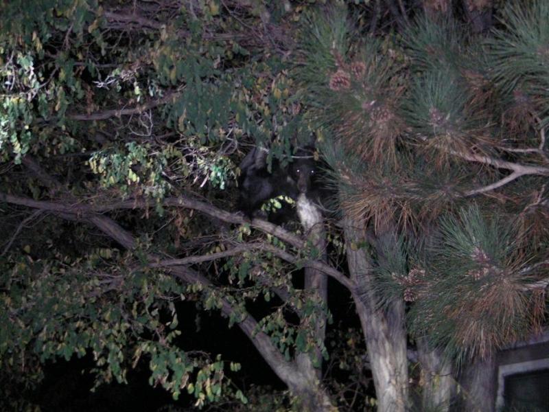 The 200-pound female yearling up a tree off of Roop near the post office.