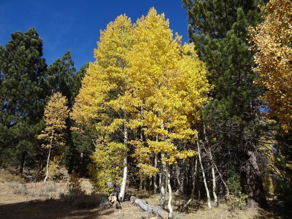 The contrast of Quakies and pine trees. Photo by Elaine Quilici