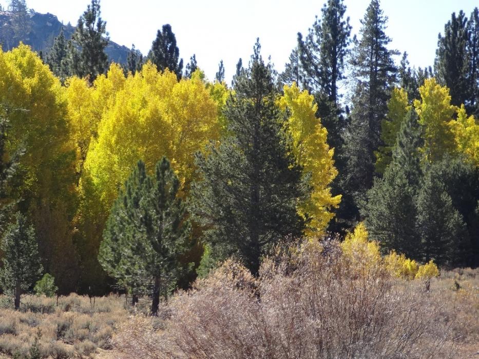 The spectacular colors of fall.  Photo by Elaine Quilici