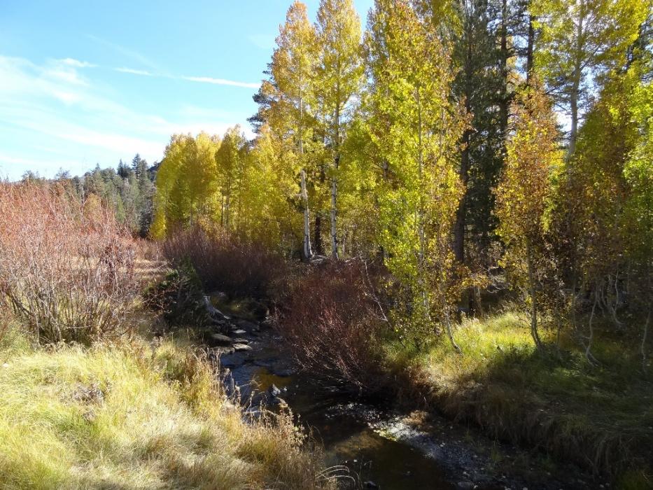 Red Creek that flows out of Red Lake. Photo by Elaine Quilici
