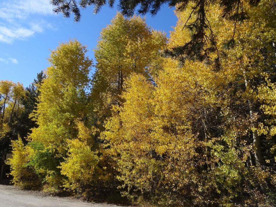 The Quakies along that road. Photo by Elaine Quilici