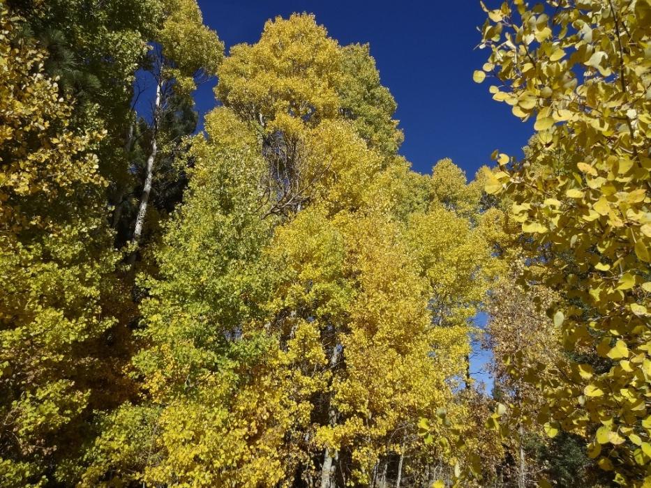 The golden colors of Quakies. Photo by Elaine Quilici