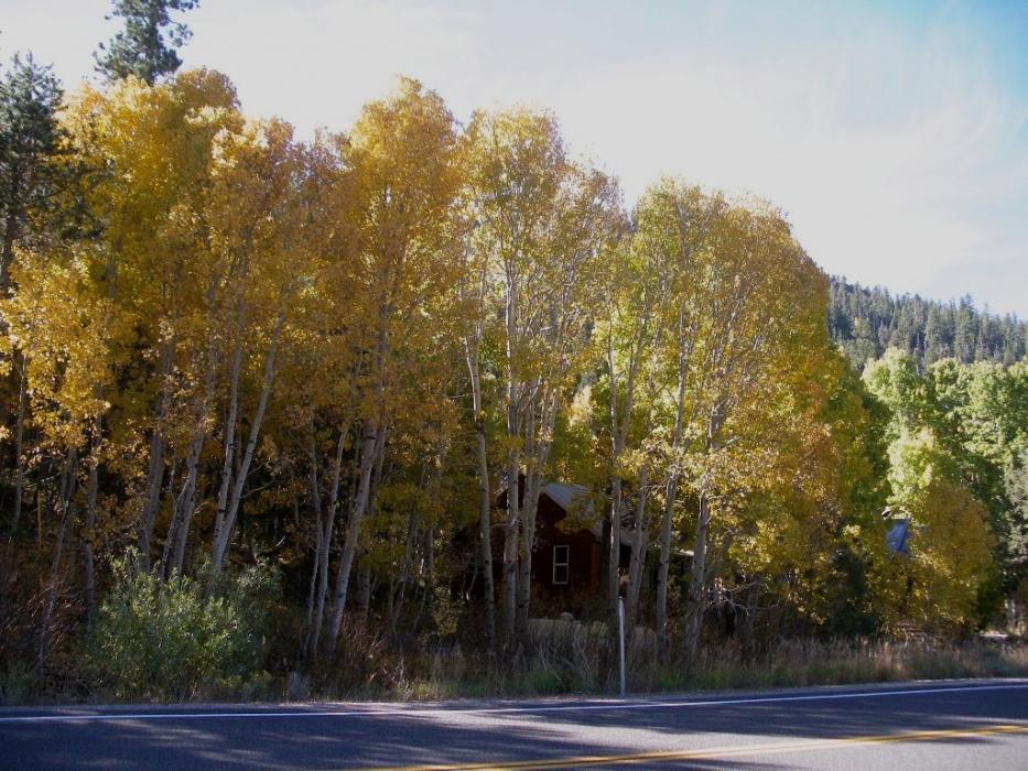 One of the cabins at Sorensen's Resort nestled in the trees. Photo by Elaine Quilici