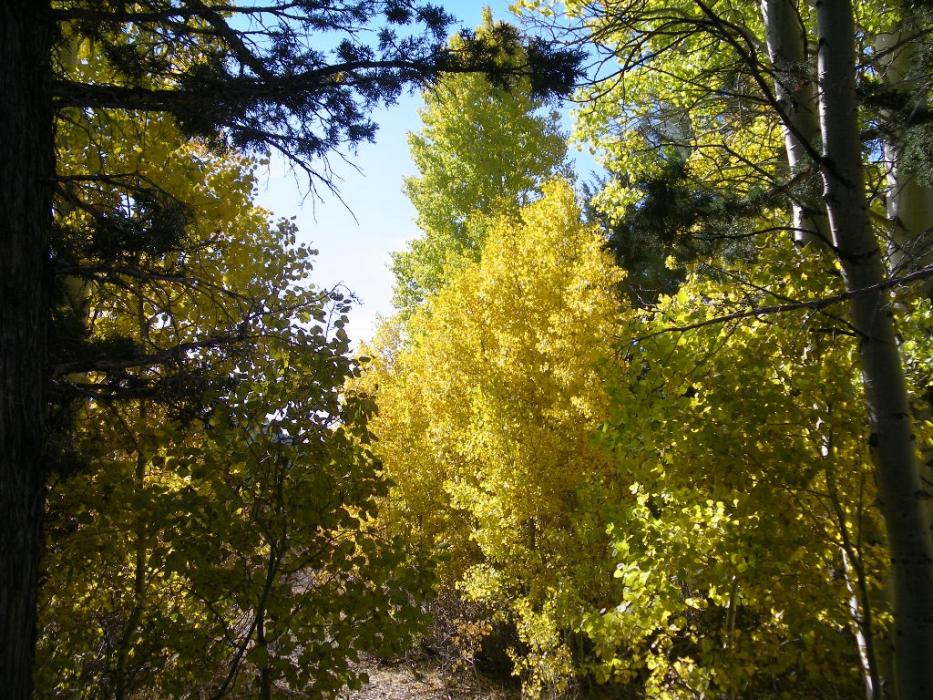 A mix of Quakies and pine trees. Photo by Elaine Quilici