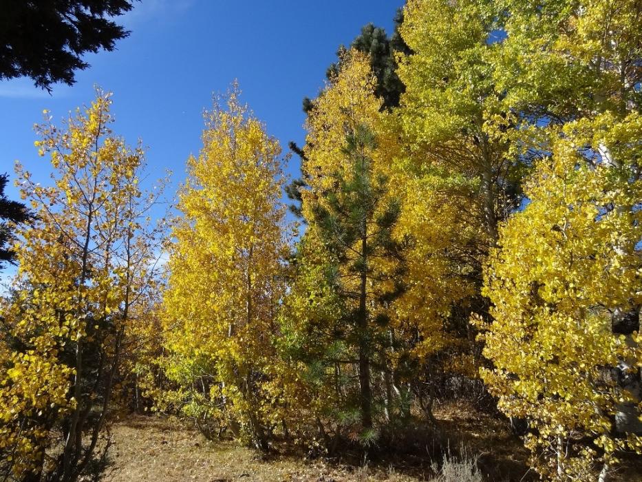 Fall colors on the dirt road to Crater Lake.  Photo by Elaine Quilici