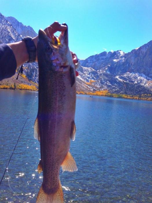 An Alpers Trophy Trout caught at Convict Lake, California. Photo courtesy of the Convict Lake Resort