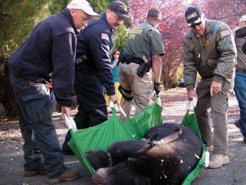 black bear carson city governor's mansion