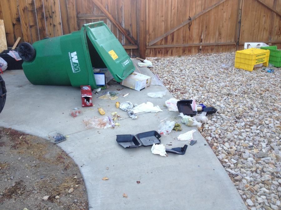 The Bears Feast