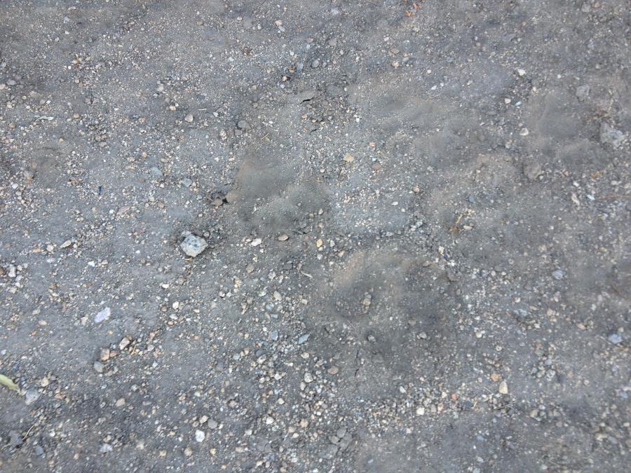 Bear paws in back yard