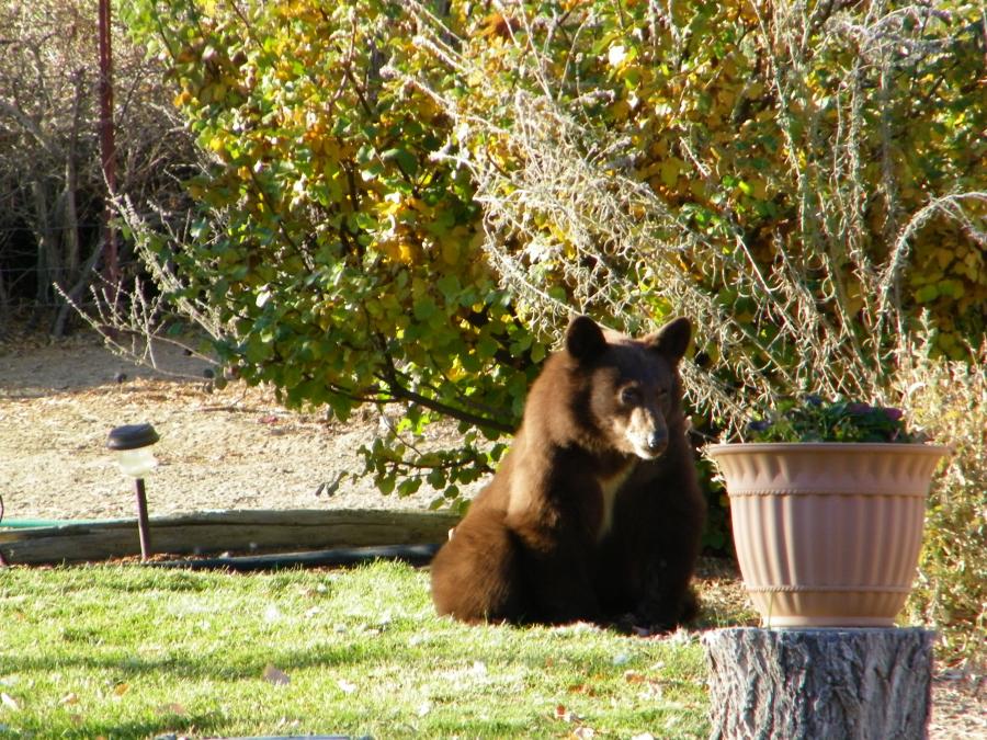 A Black Bear in Doug Busey's yard in Douglas County on Monday morning, October 21. Photo courtesy of Doug Busey