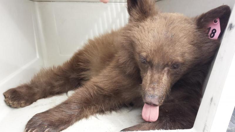 Courtesy of Nevada Department of Wildlife