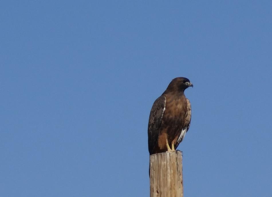 Hawk sitting on a fence post in Carson Valley.  Photo by Elaine Quilici