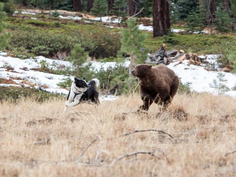 Bear dog Soledad and a bear released near Gardnerville. Photo by John Axtell for NDOW.