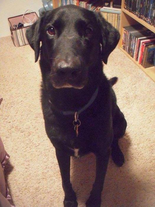 This is the photo of Bosco that was put up around Carson City and on websites.