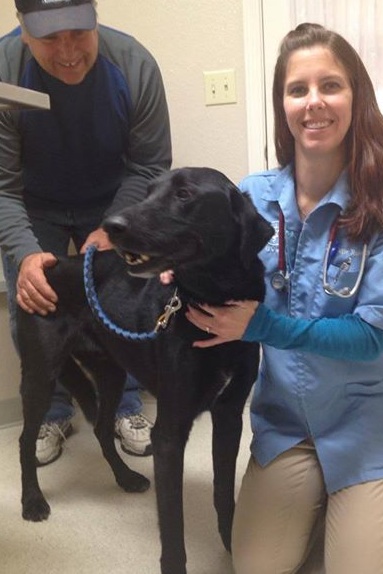 Bosco being checked out by Dr. Katie at Lone Mountain Veterinary Hospital.