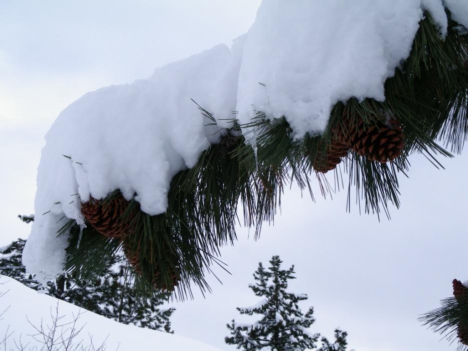 Snow covered branch on the pine tree in front of the cabin.  Photo by Elaine Quilici