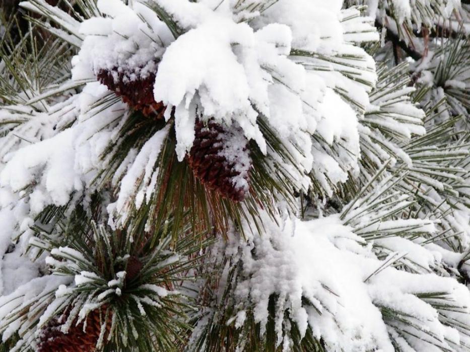 Snow covered pine cones on that same pine tree. Photo by Elaine Quilici