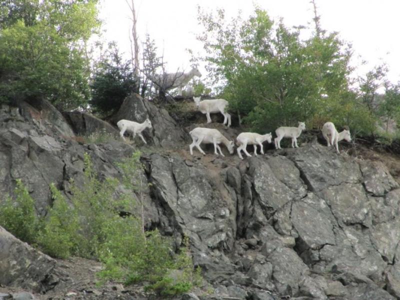 Dall Sheep above the Turnagain Arm near Anchorage.  Photo by Elaine Quilici