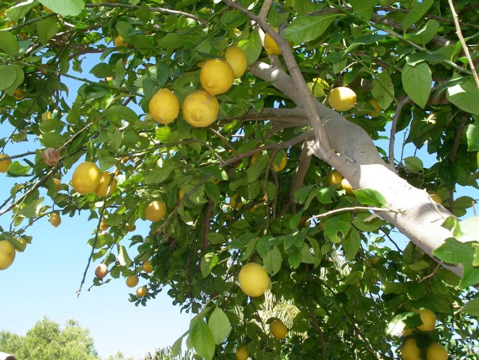 A lemon tree in Indio, Calif. Photo by Don Quilici