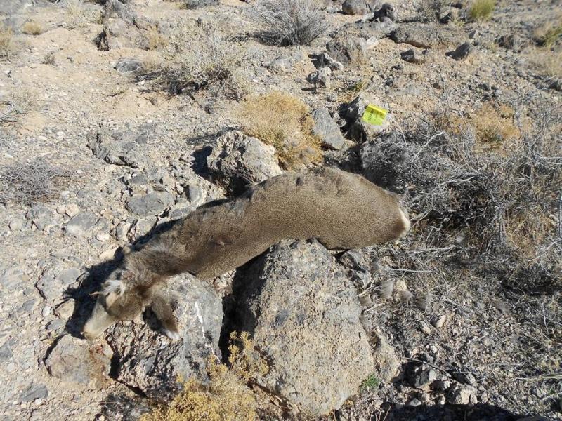 Photos by Nevada Department of Wildlife