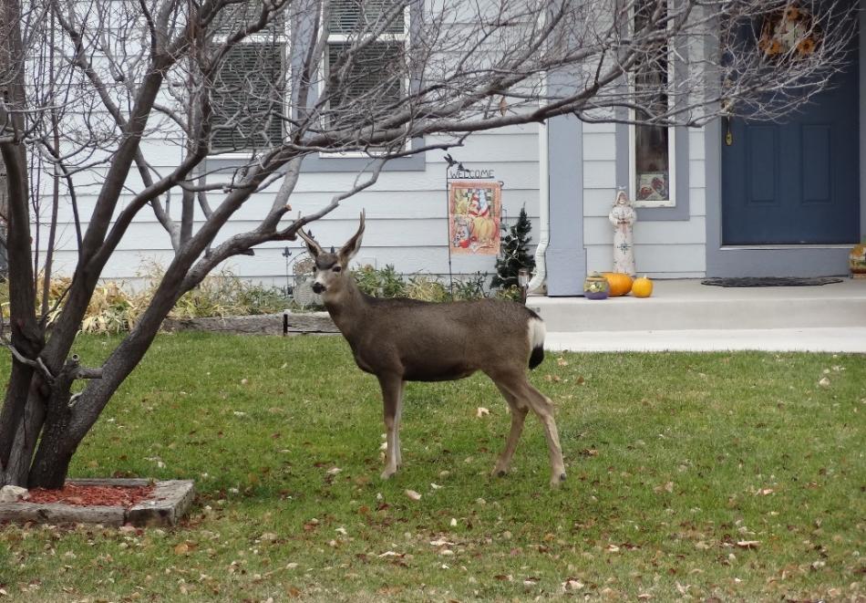 Mule deer in front of a home on the west side of Carson City.  Photo by Elaine Quilici