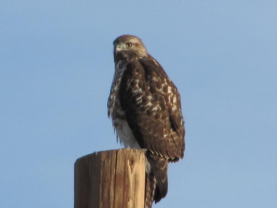 Hawk waiting for its lunch.  Photo by Elaine Quilici