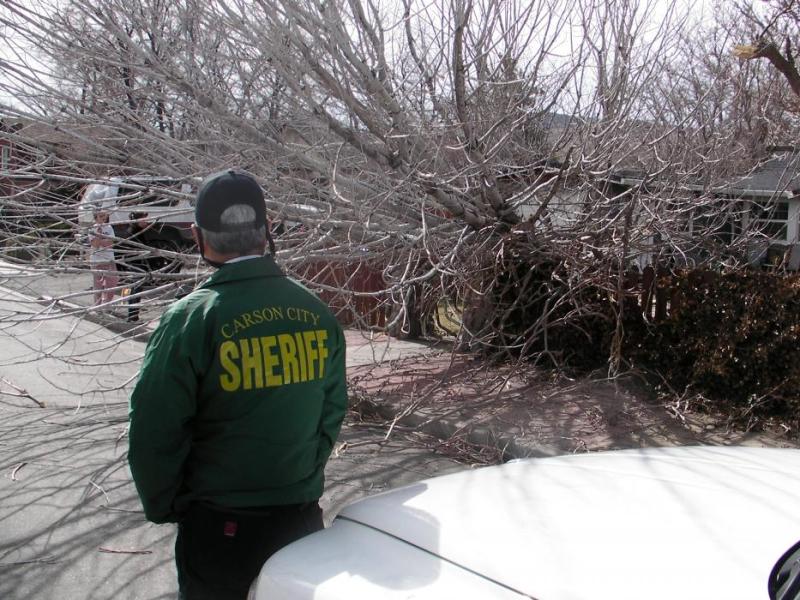 A tree toppled onto a fence in the 200 block of South Harbin Street in Carson City.