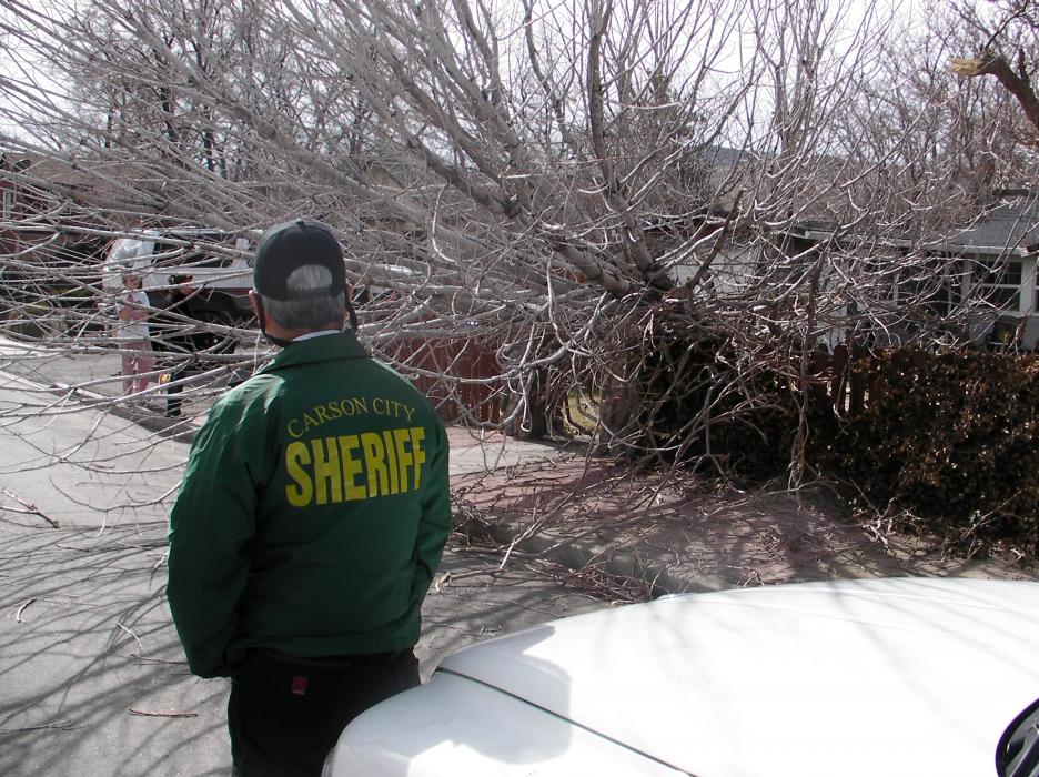 A tree toppled onto a fence in the 200 block of South Harbin Street in Carson City.