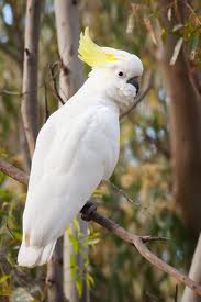 Sulfur crested cockatoo