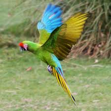 Military Macaw