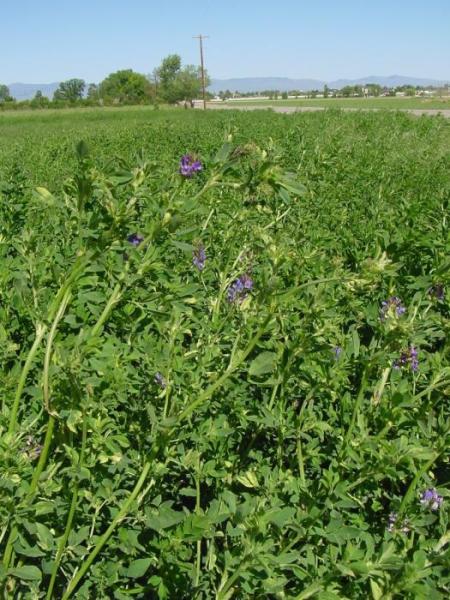 Alfalfa in bloom. One hundred percent of cropland in Nevada is irrigated, and more than 90 percent of it is used to produce hay.