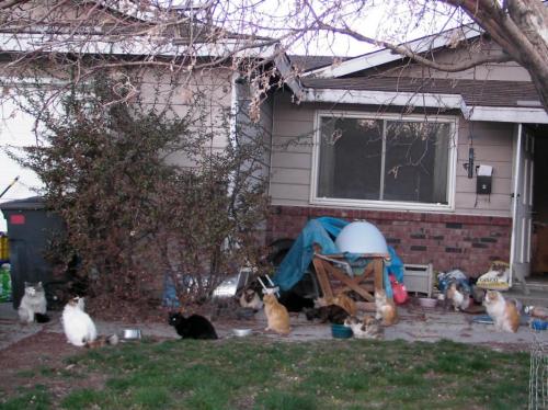 Dozens of cats were discovered inside an abandoned Carson City home Thursday.