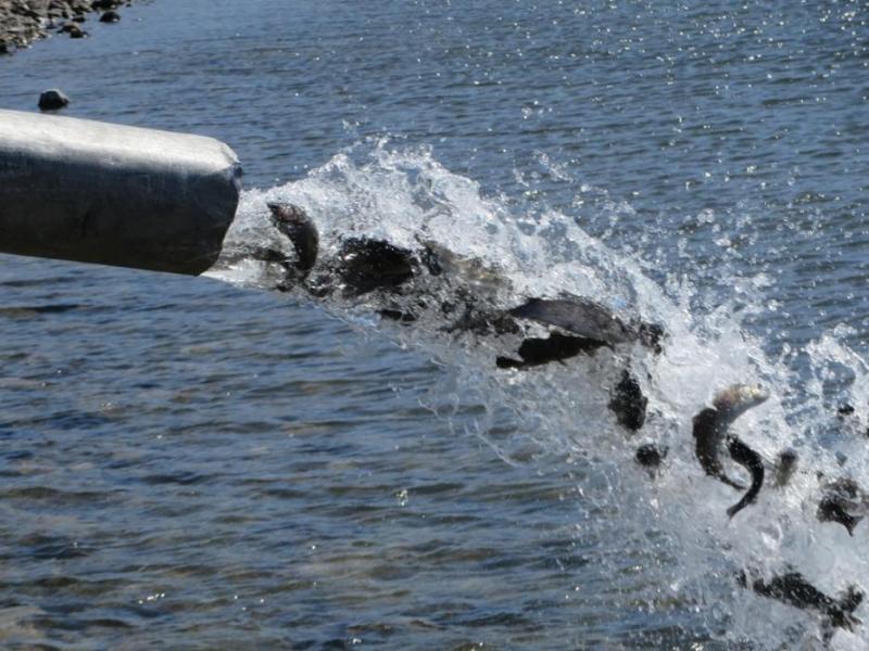 Lots of fish waiting to be caught at the county boat ramp. Photo by Elaine Quilici