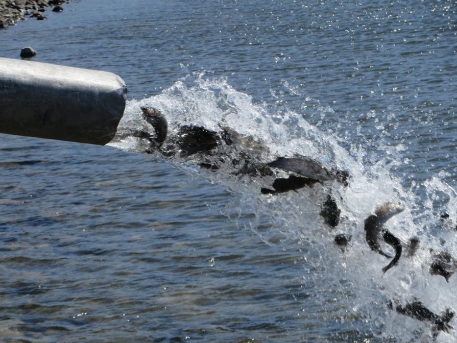 Lots of fish waiting to be caught at the county boat ramp. Photo by Elaine Quilici
